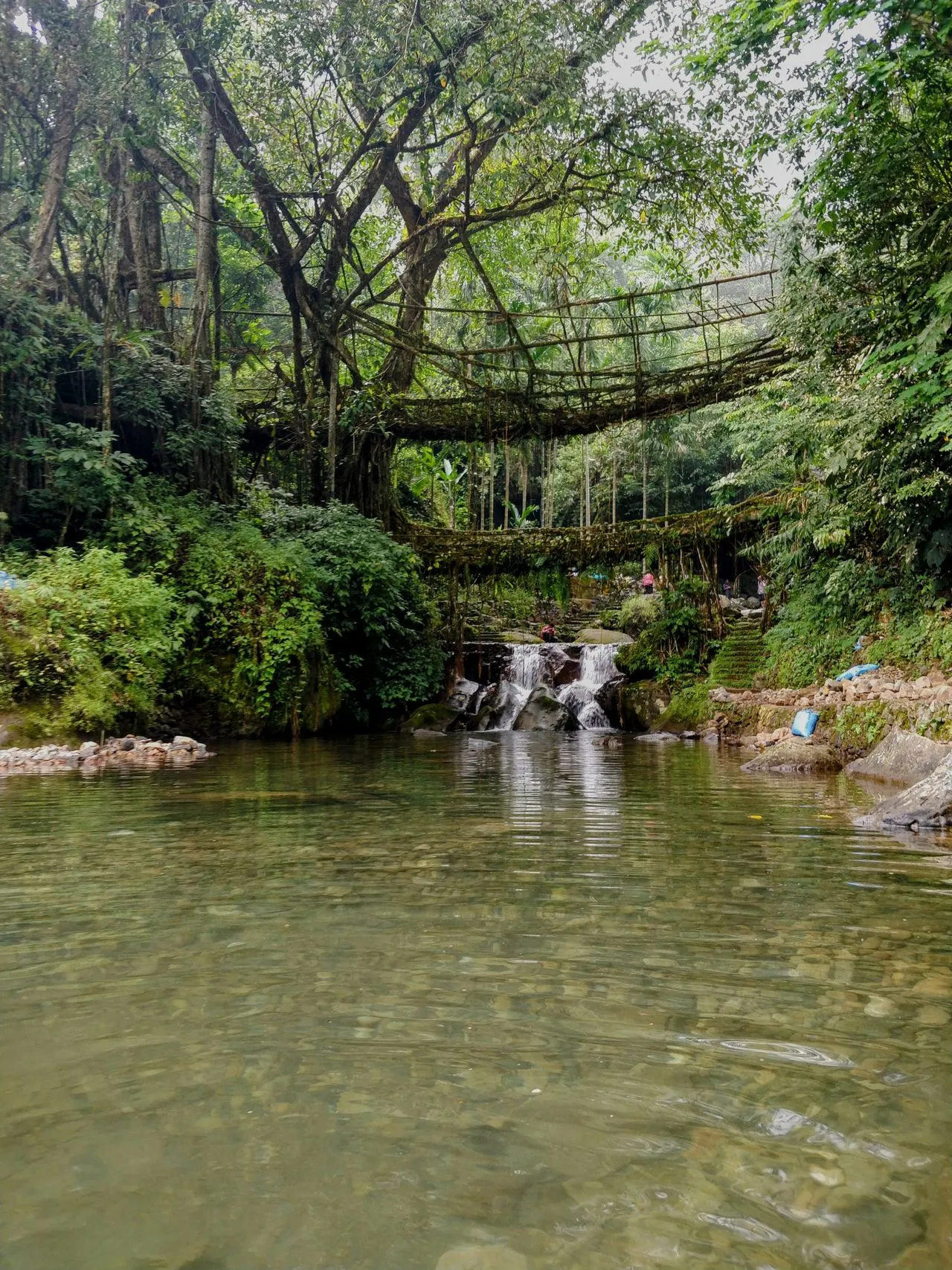 Living Root Bridge Meghalaya
