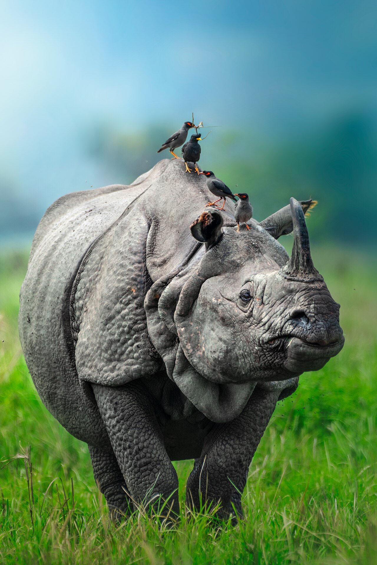 Jaldapara National Park Dooars