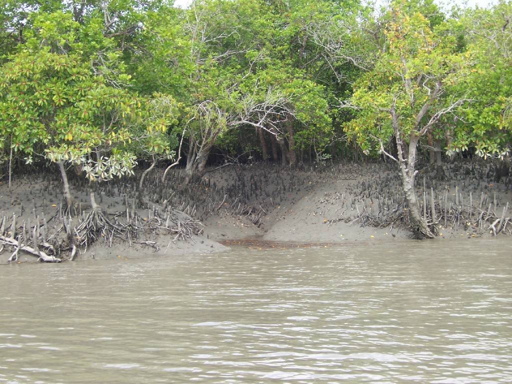 Sundarban mangrove forest and waterways